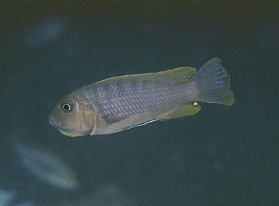 Maylandia benetos 'Mazinzi Reef'